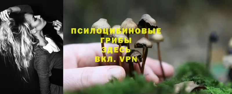 Галлюциногенные грибы MAGIC MUSHROOMS  Шлиссельбург 